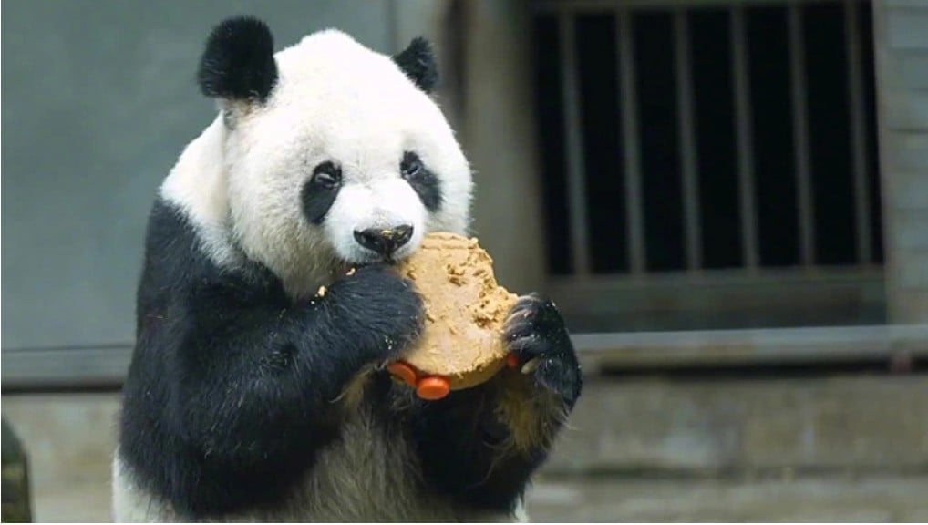 看世界）美国“海归”大熊猫高高病逝