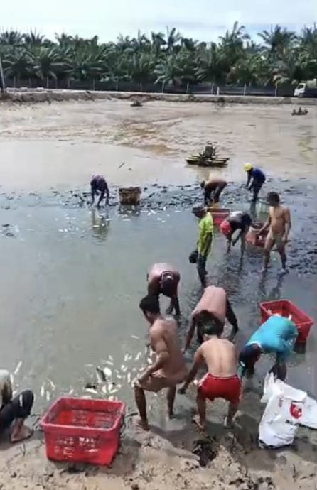 突发大水灾 心血随水漂走 曼绒海产养殖损失惨重