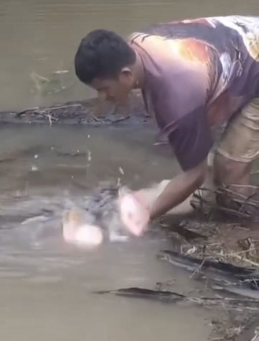 突发大水灾 心血随水漂走 曼绒海产养殖损失惨重