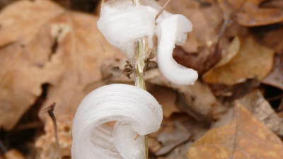 美国急冻后霜花“罕见”绽放 就像棉花糖 日出后消失
