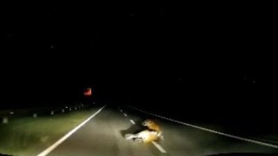 老虎遭车撞伤失踪 高乌议员吁暂避事故路段