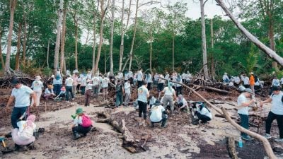 马航集团200员工   种220红树苗清垃圾
