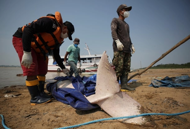 被湖水煮熟？亚马逊水温飙破41度　153只海豚热死浮尸湖面