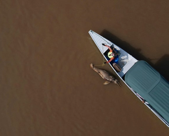 被湖水煮熟？亚马逊水温飙破41度　153只海豚热死浮尸湖面