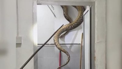 视频| 5公尺巨蟒藏天花板破洞 女教师惊呼：大如森蚺!