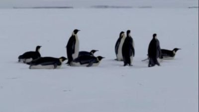 视频|上班遇到帝企鹅！大马厨师南极奇缘羡煞全网