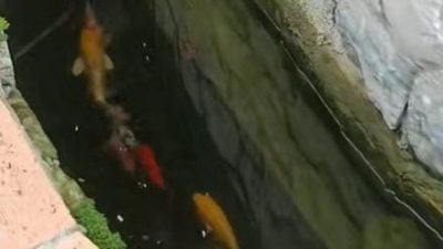 视频 | 住宅排水沟竟有锦鲤畅游？ 网民惊叹：这确定在大马？