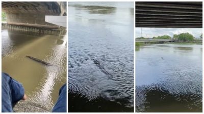 视频｜巴生河出现鳄鱼？ 视频疯传掀AI造假争议