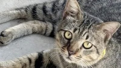 视频|惹事流氓猫被列黑名单！诊所门口挂“通缉照”全网笑翻