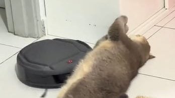 视频|把扫地机器人当按摩器 猫咪“肚腩减肥”萌翻网友