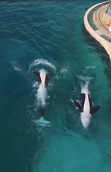 视频|航拍法国废弃海洋公园画面心碎 受困虎鲸母子听到无人机声雀跃旋转