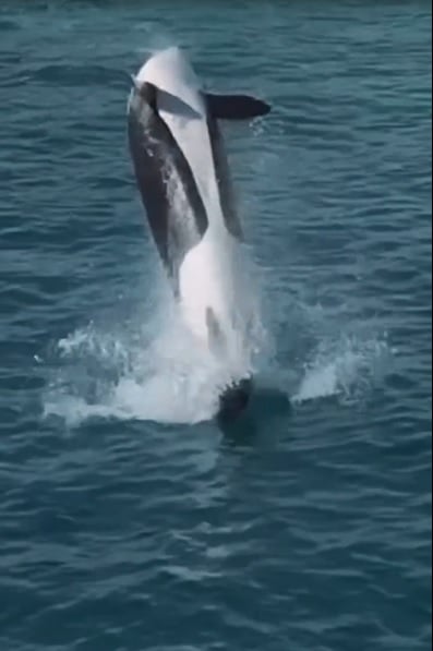 视频|航拍法国废弃海洋公园画面心碎 受困虎鲸母子听到无人机声雀跃旋转