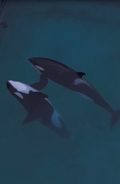 视频|航拍法国废弃海洋公园画面心碎 受困虎鲸母子听到无人机声雀跃旋转