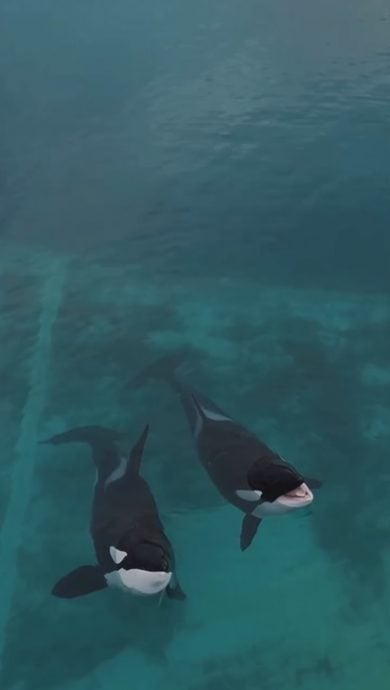 视频|航拍法国废弃海洋公园画面心碎 受困虎鲸母子听到无人机声雀跃旋转