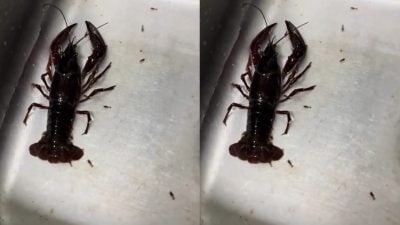 龙虾“生宝宝”吓坏女子  原本要下锅竟然“当妈了”