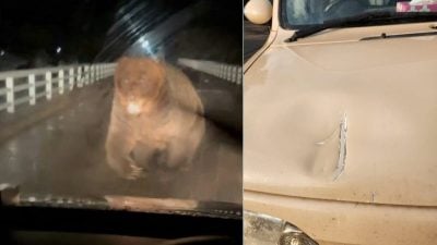 视频 | 日本熊灾频传 旅馆遭熊闯入　棕熊攻击车辆