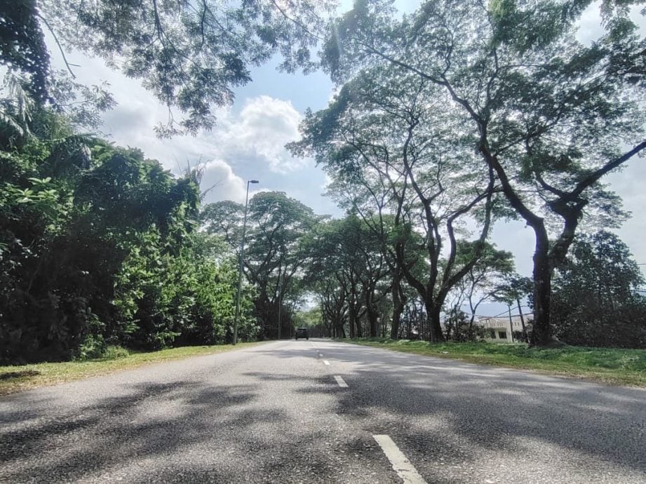 说亮话/罗忆雯/走在大树下 还会浪漫吗？