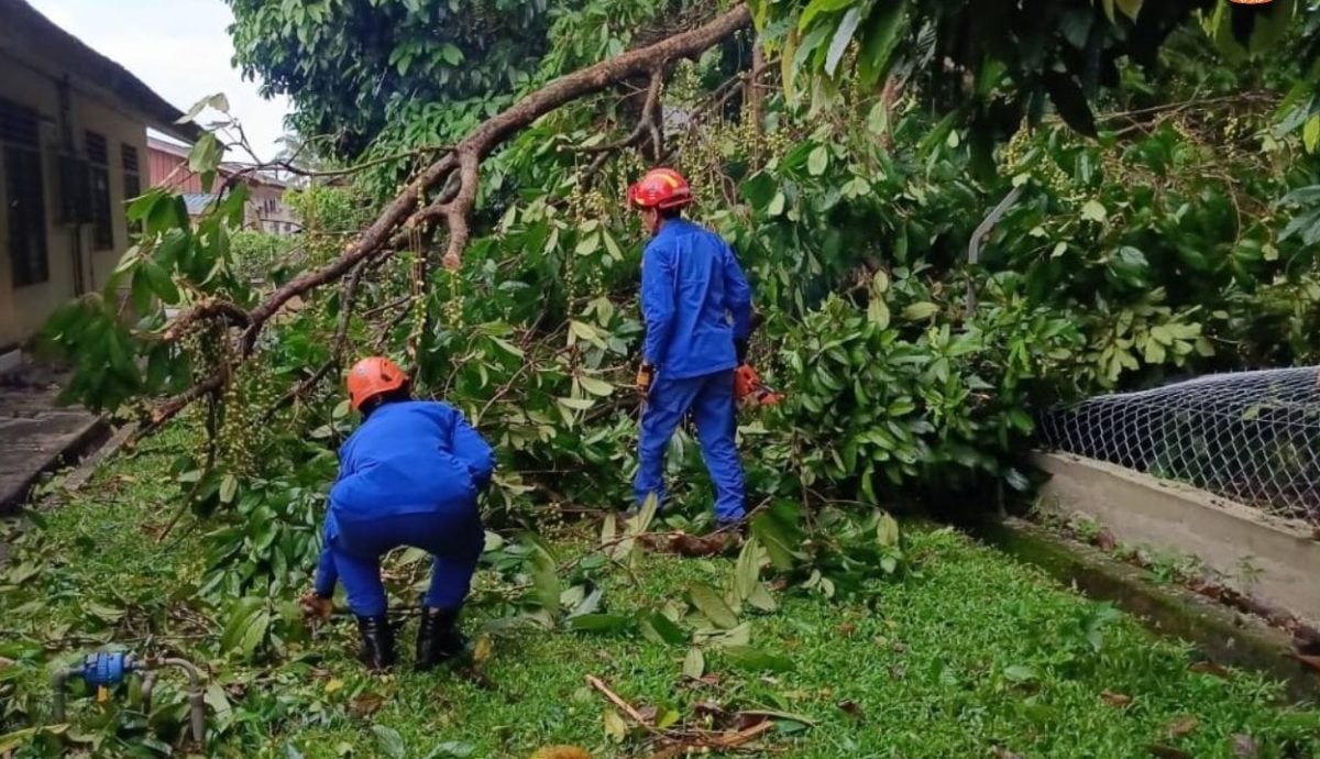 请签发/大都会:雨后泥松 两地土崩与树倒/3图
