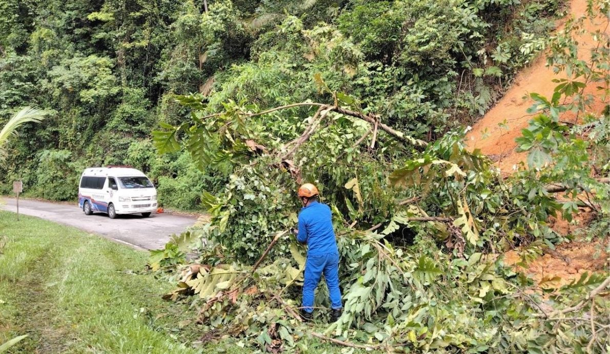 请签发/大都会:雨后泥松 两地土崩与树倒/3图