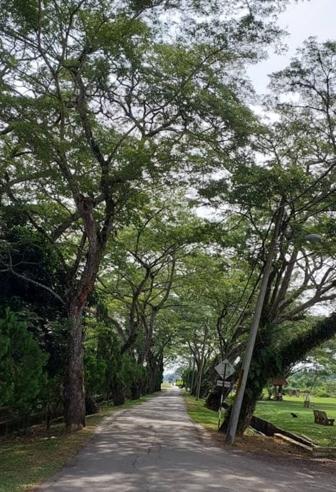 请签发（大北马）吉打新村系列（完结篇）：西岭+峇眼三目