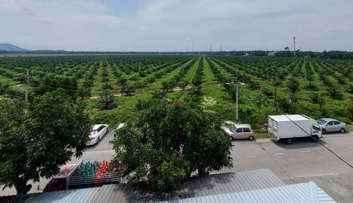 请签发（大北马）吉打新村系列（完结篇）：西岭+峇眼三目