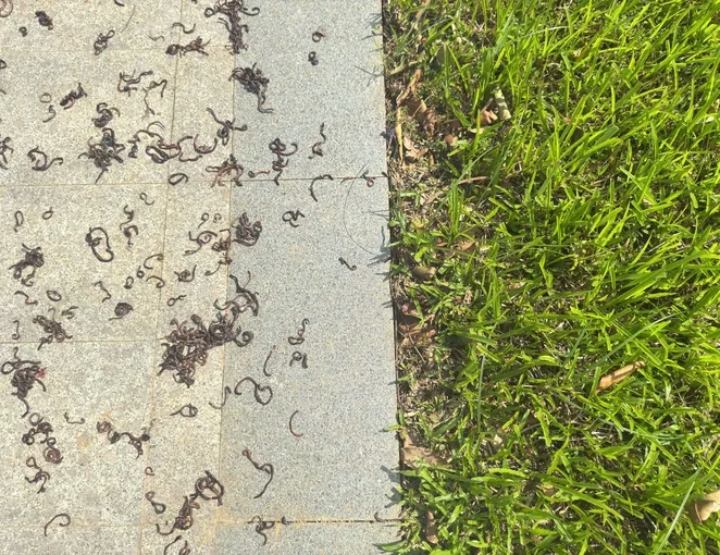 越南人行道窜出“大量蚯蚓集体晒死”　学者：恐是警讯