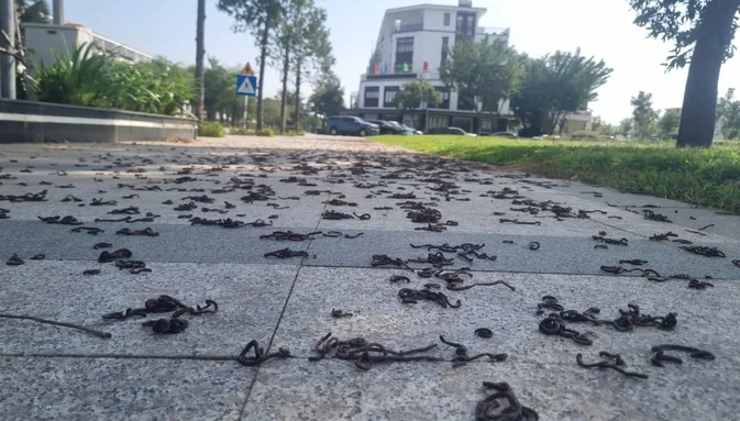 越南人行道窜出“大量蚯蚓集体晒死”　学者：恐是警讯