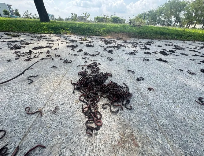 越南人行道窜出“大量蚯蚓集体晒死”　学者：恐是警讯