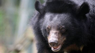 跟熊拼命“报酬仅80” 日本猎人血汗低薪引爆全网