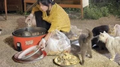蹭百场婚宴打包剩菜  只为喂养120只流浪猫  女子坚持善举感动全网