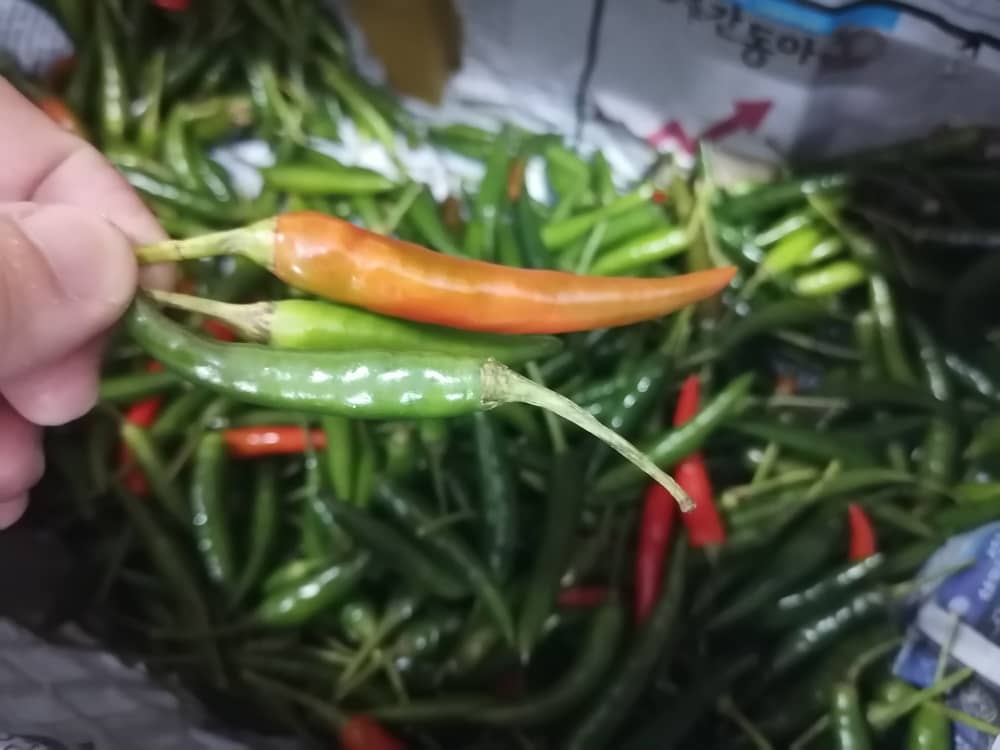 雨季影响收成，关丹长豆、羊角豆涨价，市场供需平稳。