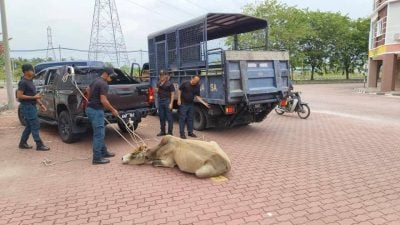 金宝县会年初至今展开行动  多地捉31头流浪牛水牛