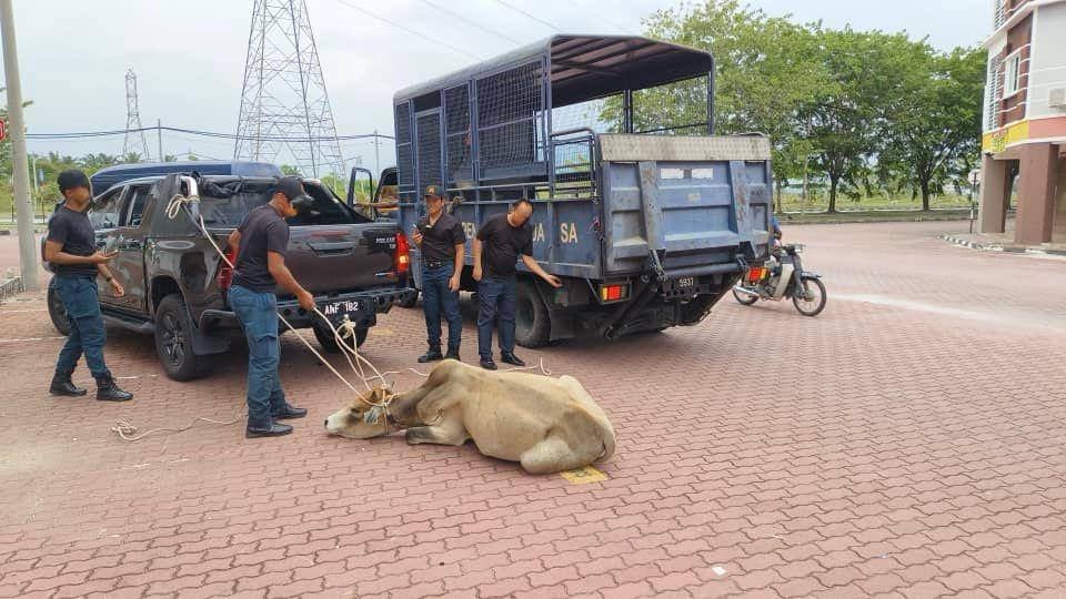霹/金宝县议会捉牛行动 捉获31牛