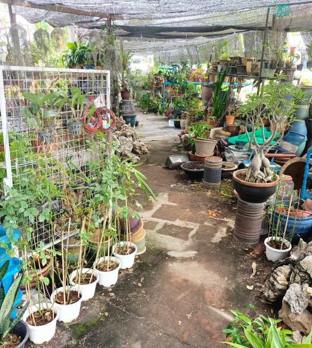 霹：学海学记||主文|一店两景  水中鱼影美 院藏花草香