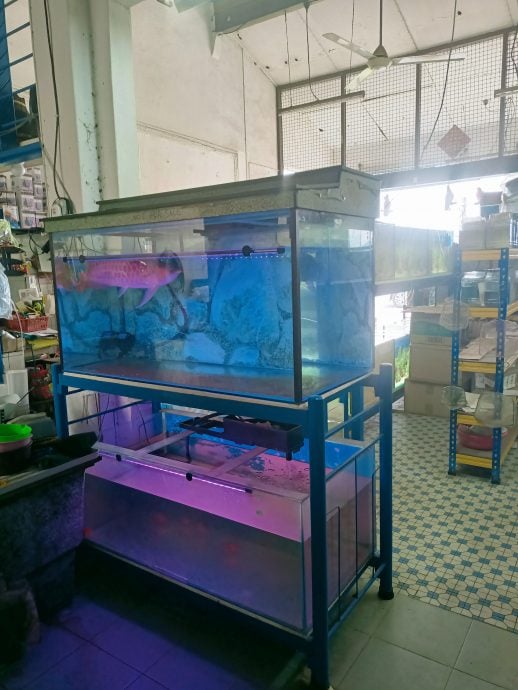 霹：学海学记||主文|一店两景  水中鱼影美 院藏花草香