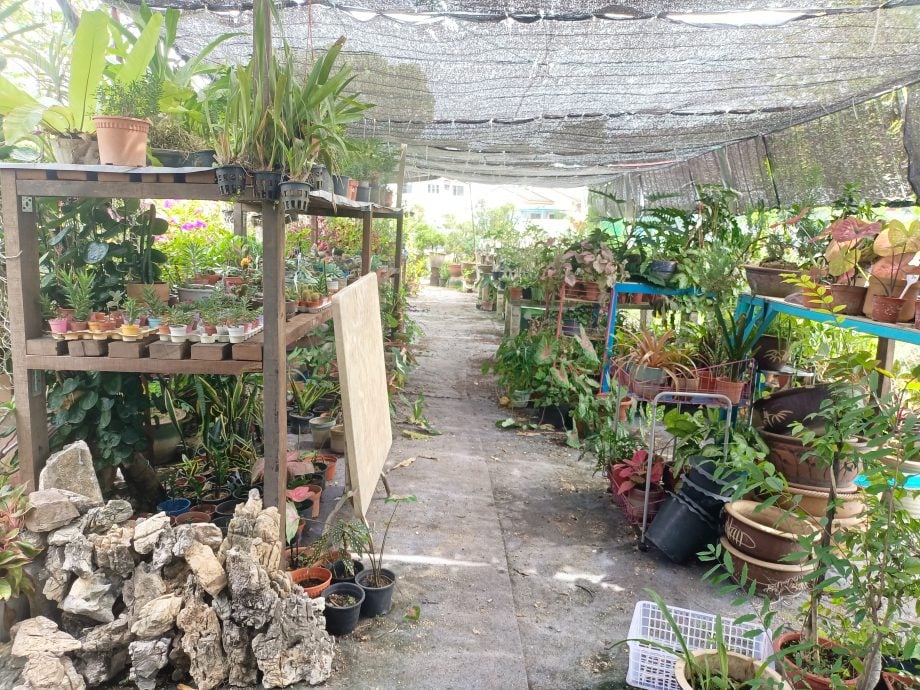 霹：学海学记||主文|一店两景  水中鱼影美 院藏花草香