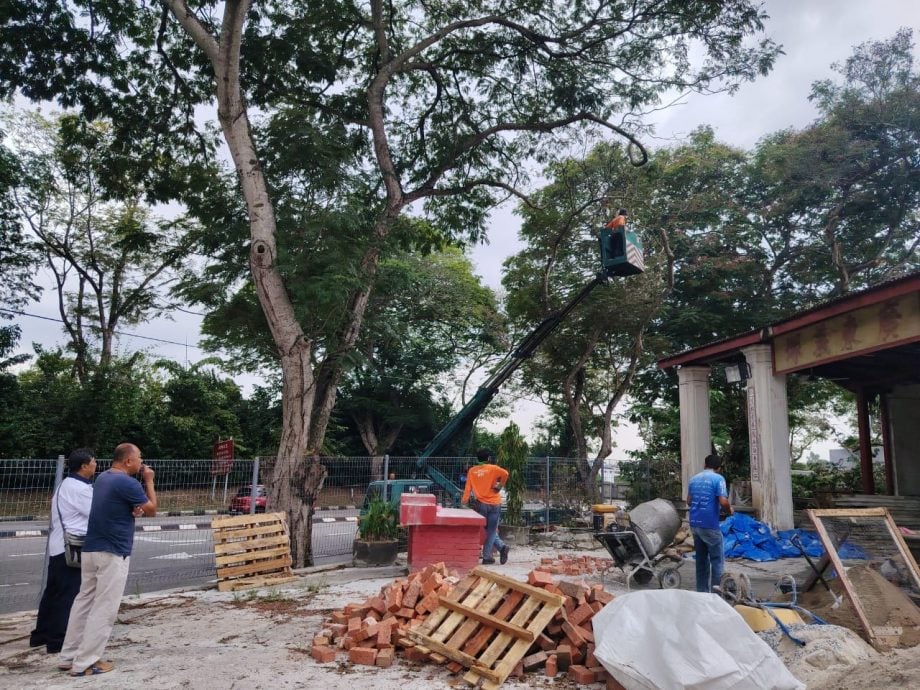 霹：封面主文∕危树投诉减少不随意砍伐 怡市政厅以修剪树政策为主