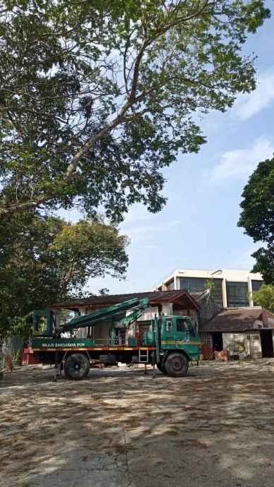 霹：封面主文∕危树投诉减少不随意砍伐 怡市政厅以修剪树政策为主