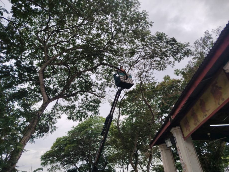 霹：封面主文∕危树投诉减少不随意砍伐 怡市政厅以修剪树政策为主