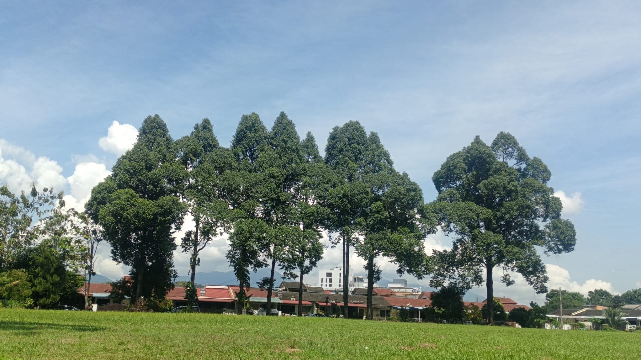 霹：封面主文∕危树投诉减少不随意砍伐 怡市政厅以修剪树政策为主