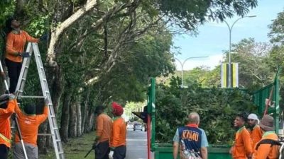 危树投诉减 不随意砍伐   怡市厅修剪树为主