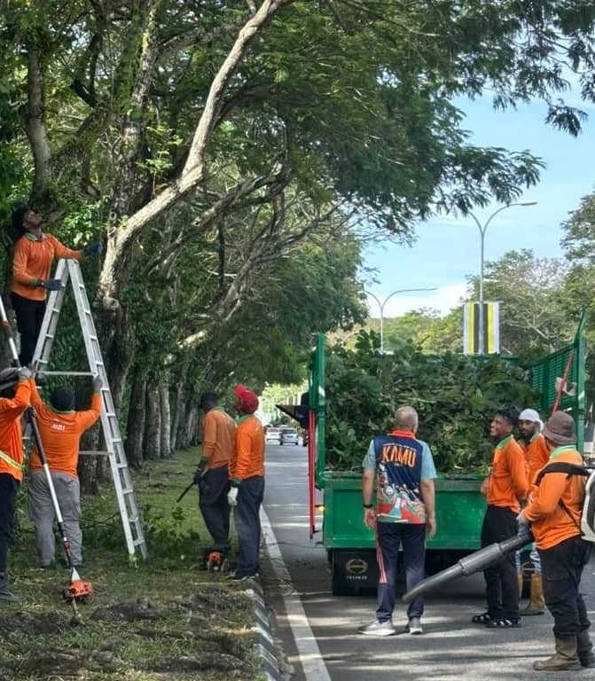 霹：封面主文∕危树投诉减少不随意砍伐 怡市政厅以修剪树政策为主