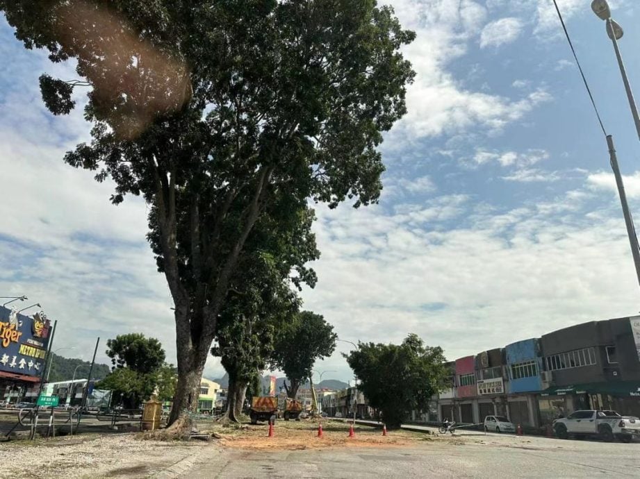 霹：封面主文∕危树投诉减少不随意砍伐 怡市政厅以修剪树政策为主