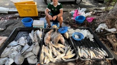 渔船陆续复航渔获增多   有鱼无市价格不变