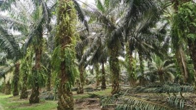 五年级学生失踪后油棕园获寻   他满身泥浆 光着脚 一脸迷茫