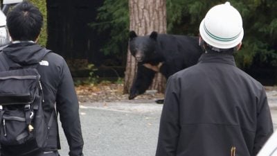 靠吃解决熊害？日野味餐厅推熊肉料理 高朋满座