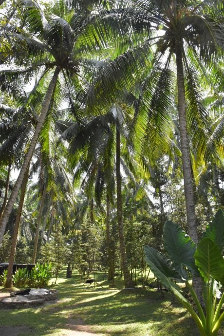 预编13日见报/大都会/星洲人VIP/赖贞瑝明德学堂