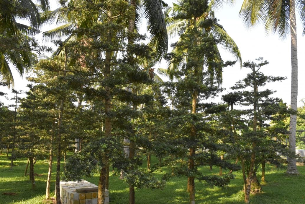 预编13日见报/大都会/星洲人VIP/赖贞瑝明德学堂