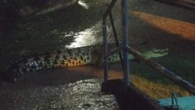 靠近汉都亚井一带 甲鲁容路上惊现鳄鱼