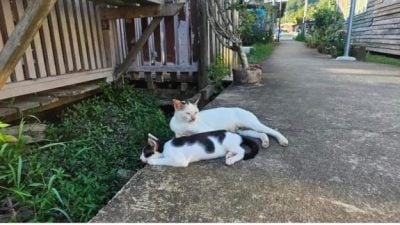 沙巴州选 |  陈锦雄 李集锦以猫“放闪”   “猫言猫语”逗乐选民